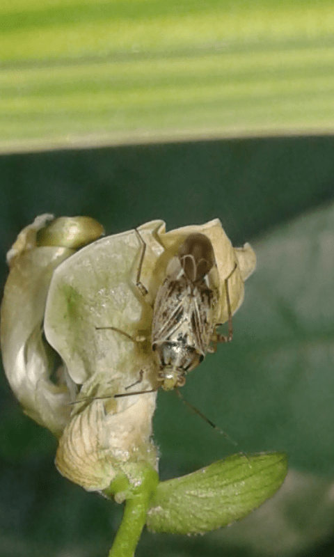 Lygus sp. (Miridae)?